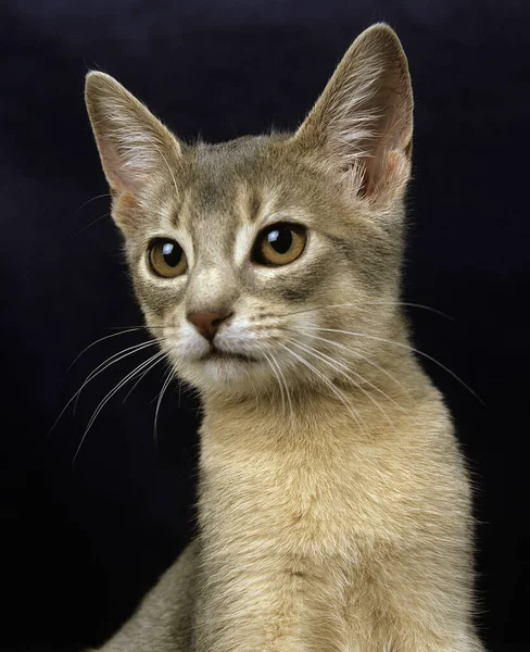 Gato Doméstico Abisinio Azul Retrato Gatito Contra Fondo Negro — Foto de Stock