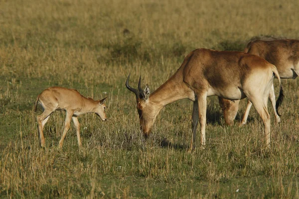 Hartebeest Alcelaphus Buselaphus Madre Con Ternera Masai Mara Park Kenia —  Fotos de Stock