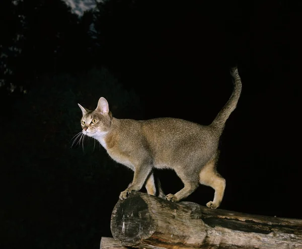 Abyssinian Domestic Cat Sfondo Naturale — Foto Stock