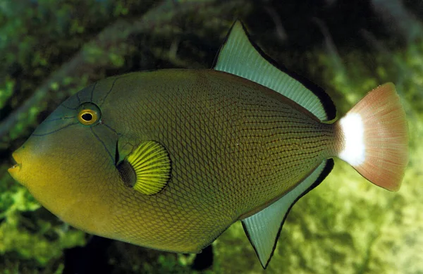 Ryby Gatunku Pinktail Triggerfish Melichthys Vidua — Zdjęcie stockowe