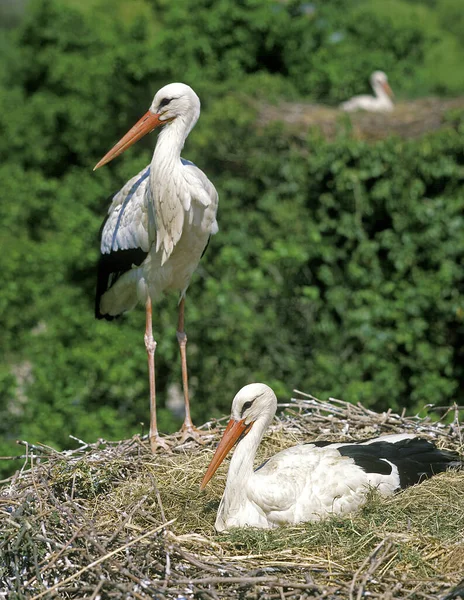 Fehér Gólya Ciconia Ciconia Pár Áll Fészken — Stock Fotó