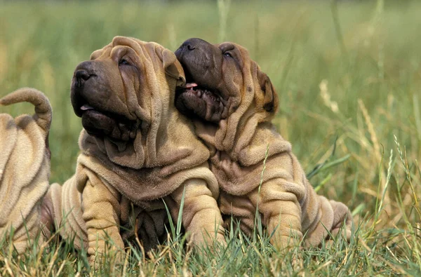 Shar Pei Dog Valpen Sitter Gräs — Stockfoto