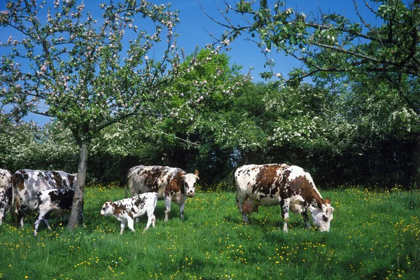 Nordinal Cow Domestic Cattle Apple Trees Normandy — 스톡 사진