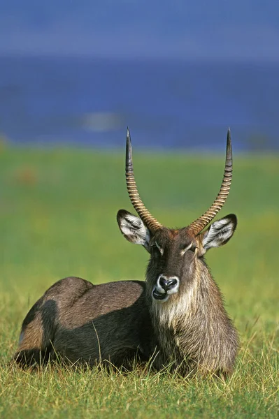 Defassa Waterbuck Kobus Ellipsiprymnus Defassa Mężczyzna Odpoczywający Masai Mara Park — Zdjęcie stockowe