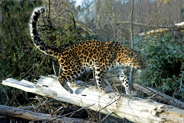 Amur Leopard Panthera Pardus Orientalis — 스톡 사진