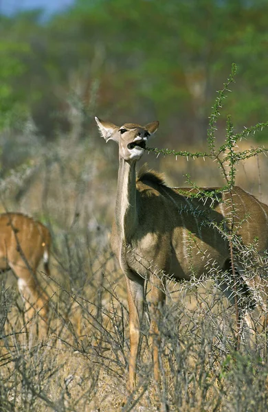 Greater Kudu Tragelaphus Strepsiceros Feminino Comendo Acacia Tree Kruger Park — Fotografia de Stock