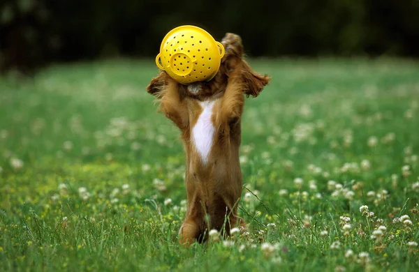 Cavaleiro Rei Charles Spaniel Dog Filhote Cachorro Brincando Com Colander — Fotografia de Stock