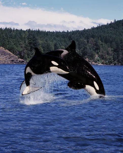 Φάλαινα Δολοφόνος Orcinus Orca Μητέρα Και Calf Leaping Καναδάς — Φωτογραφία Αρχείου