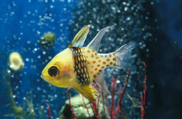 咸水水族馆的鱼类 — 图库照片