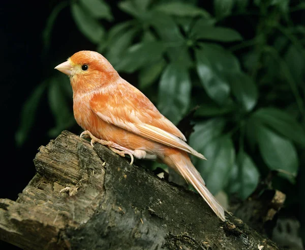 Red Canary Serinus Canaria — 스톡 사진