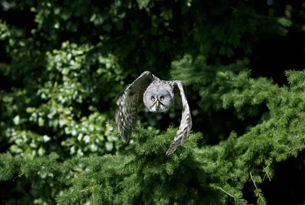 Great Grey Owl Strix Nebulosa Flight — Stock Photo, Image
