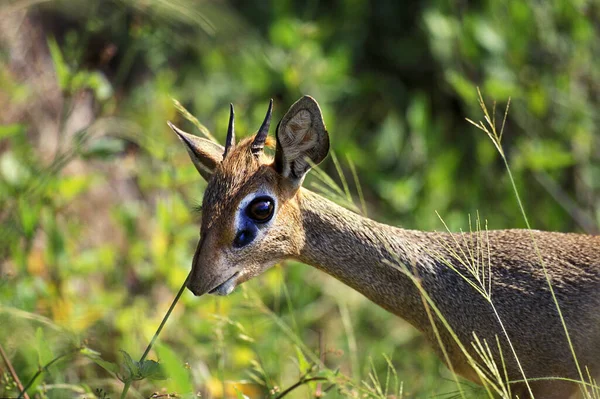 Kirk Dik Dik Madoqua Kirkii Samburu Park Kenya — Stock Photo, Image