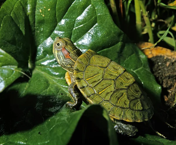 Red Eared Terrapin Btrachemys Scripta Elegans — Fotografia de Stock