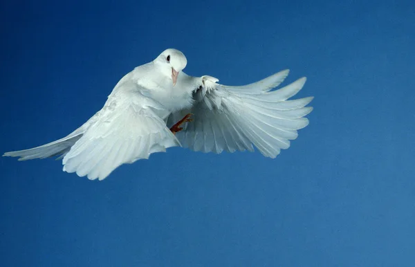 White Dove Columba Livia Flight — Stockfoto