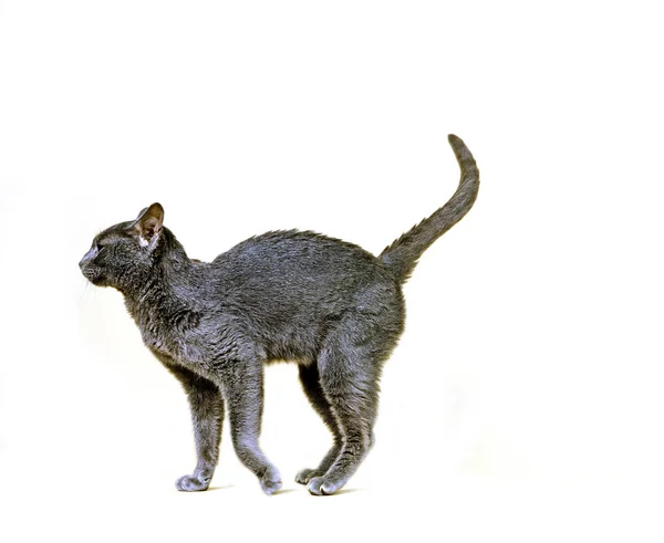 コラット国内猫 自然背景 — ストック写真