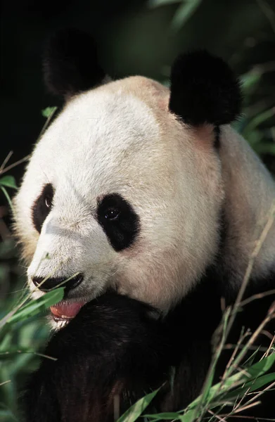 Óriás Panda Ailuropoda Melanoleuca Felnőtt Evő Bambusz — Stock Fotó