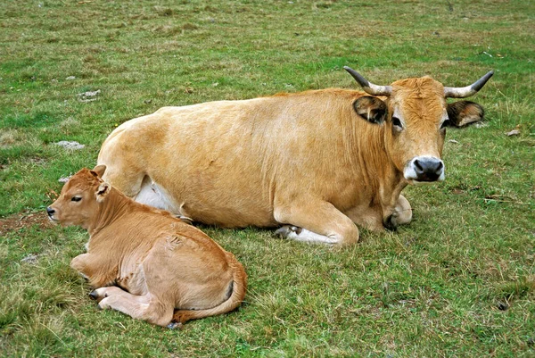 Bovinos Vacas Terneros Domésticos —  Fotos de Stock