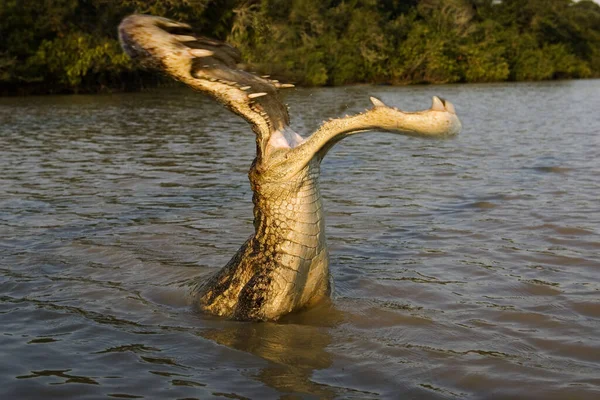 Caiman Espetacular Crocodilo Caiman Los Lianos Venezuela Composto Digital — Fotografia de Stock