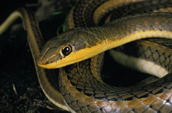 Schokar Sand Racer Psammophis Schokari — 图库照片