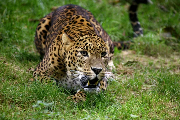 Sri Lanka Leopardo Panthera Pardus Kotiya Rosnando Postura Defensiva — Fotografia de Stock