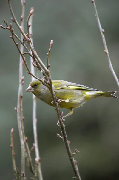 Greenfinch Carduelis Chloris Femelle Áll Branch Normandia — Stock Fotó