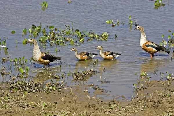 Orinoco Goose Neochen Jubata Par Com Filhotes Los Lianos Venezuela — Fotografia de Stock