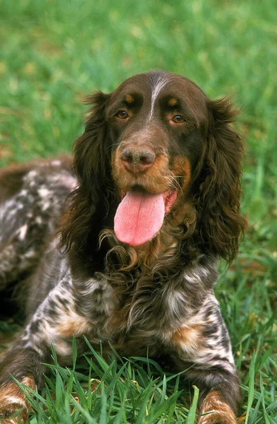 Пікардійський Іспанський Собака Язиком Траві — стокове фото