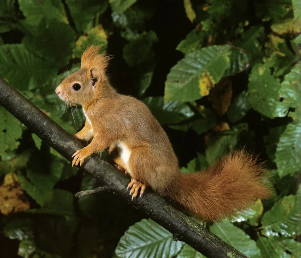 Rotes Eichhörnchen Sciurus Vulgaris Weibchen Auf Ast Stehend — Stockfoto