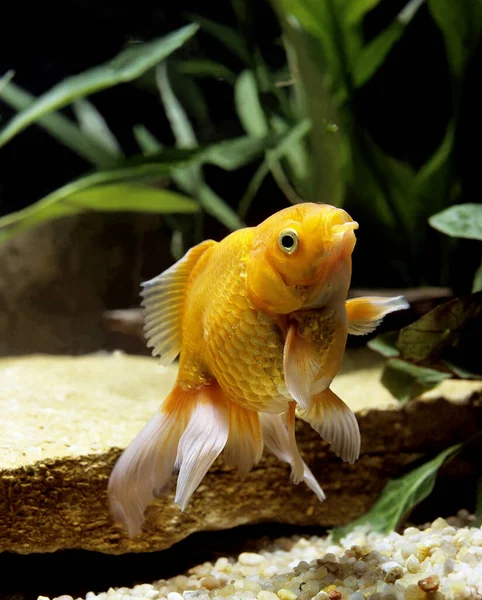 Peixe Dourado Carassius Auratus Fundo Natural — Fotografia de Stock