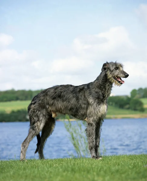 Scottish Deerhound Dog Мужской Особь Около Озера — стоковое фото