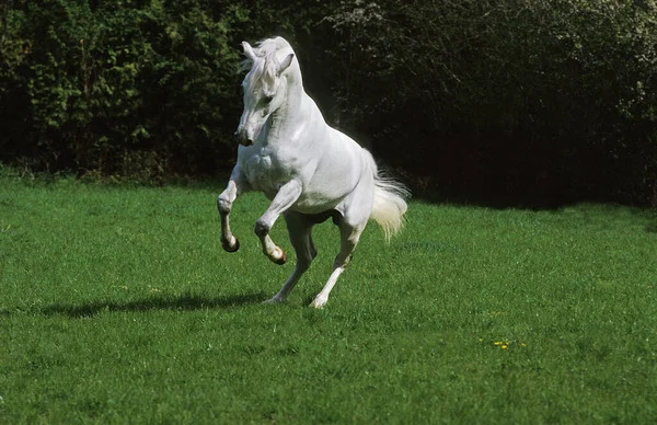 Camargue Horse Vzpírám — Stock fotografie