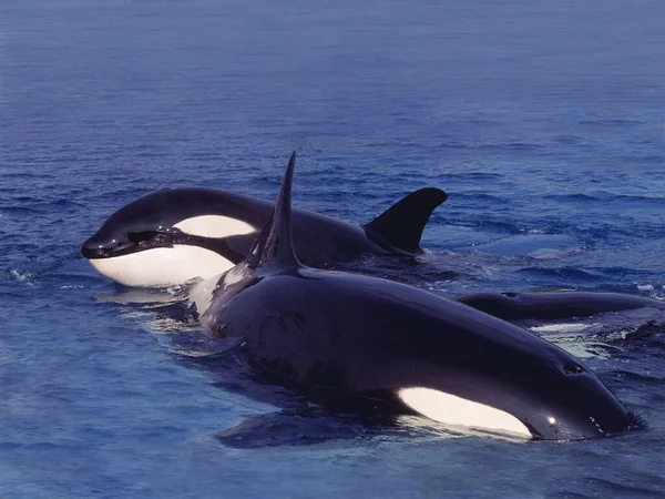 Killer Whale Orcinus Orca Adults Standing Surface Canada — стокове фото
