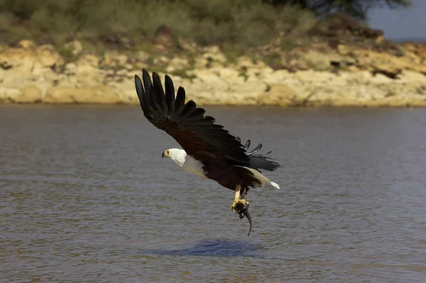 African Fish Eagle Haliaeetus Vocifer Flight Fishing Baringo Lake Kenya — Stock Photo, Image