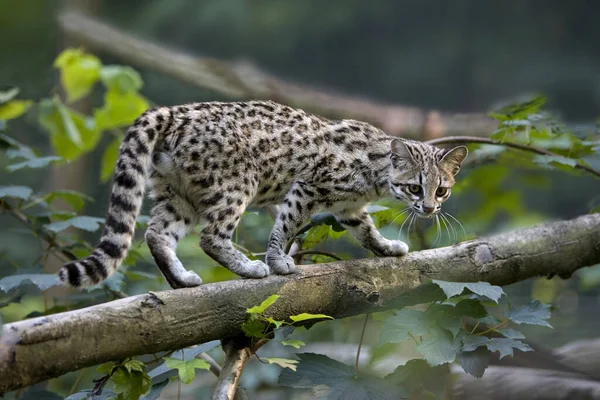 Tiger Cat Oncilla Leopardus Tigrinus — Stock Photo, Image