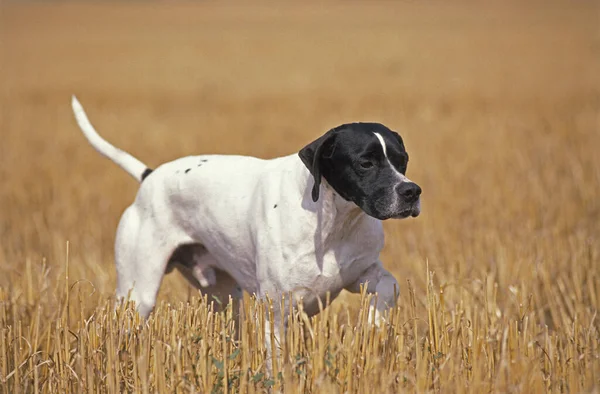 Buğday tarlasında Erkek Pointer Köpeği 