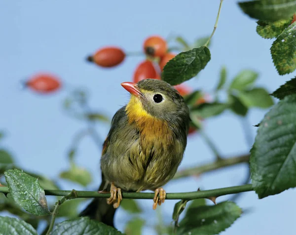 Leiothrix Pico Rojo Lutea Leiothrix Adulto Parado Rama — Foto de Stock