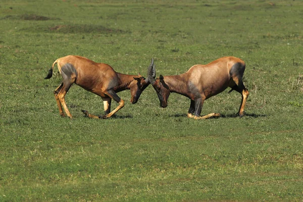 Topi Damaliscus Korrigum Combate Homens Parque Masai Mara Quênia — Fotografia de Stock