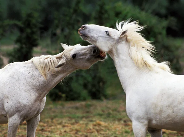 Camargue Cavalos Fundo Natural — Fotografia de Stock