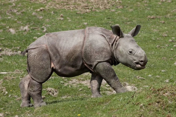 Nosorożec Indyjski Nosorożec Jednorożec Cielę Męskie — Zdjęcie stockowe