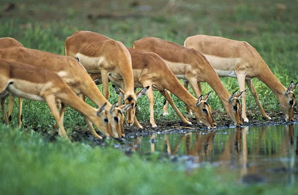 Impala Aepyceros Melampus Vrouwengroep Drinken Waterhole Masai Mara Park Kenia — Stockfoto