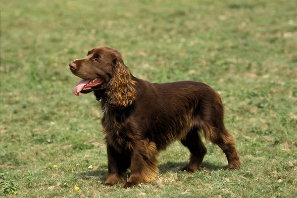 Çimenlerin üzerinde duran Spaniel Köpeği  