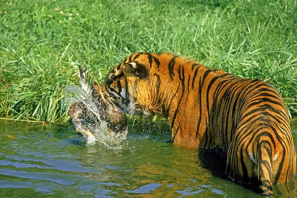 Sumatran Tiger Panthera Tigris Sumatrae Killing Duck — стокове фото