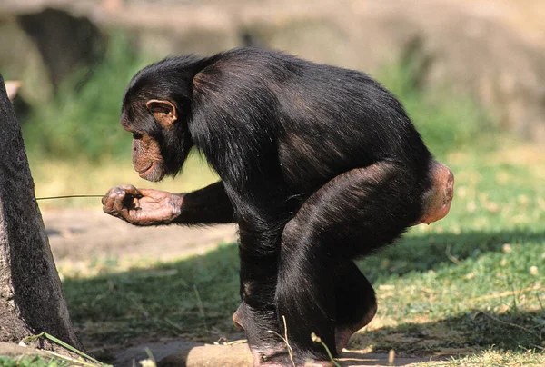 Chimpancé Trogloditas Pan Usando Ramita — Foto de Stock