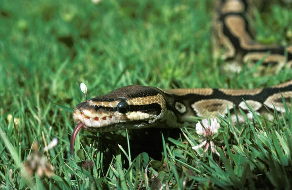 Royal Python Python Regius Tongue Out — Stock Photo, Image