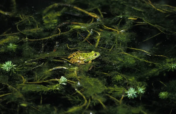 Edible Frog or Green Frog, rana esculenta, Adult in Pond