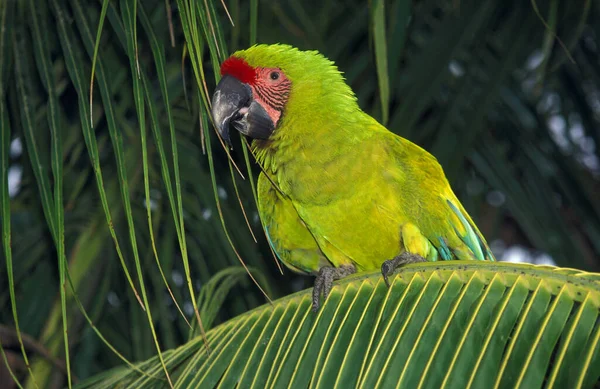 Great Green Macaw Buffon Macaw Ara Ambigua Adult Standing Branch — Stock Photo, Image