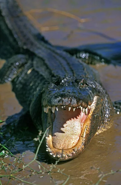 American Alligator Alligator Mississipiensis Adulto Postura Defensiva Com Boca Aberta — Fotografia de Stock