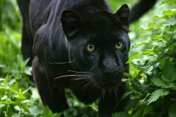 Black Panther Panthera Pardus — Stock Photo, Image