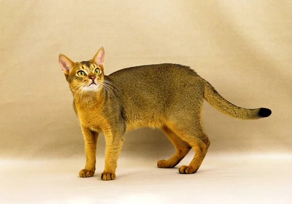 Abyssinian Inhemsk Katt Naturlig Bakgrund — Stockfoto