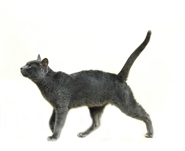 Korat Gato Doméstico Fondo Natural — Foto de Stock
